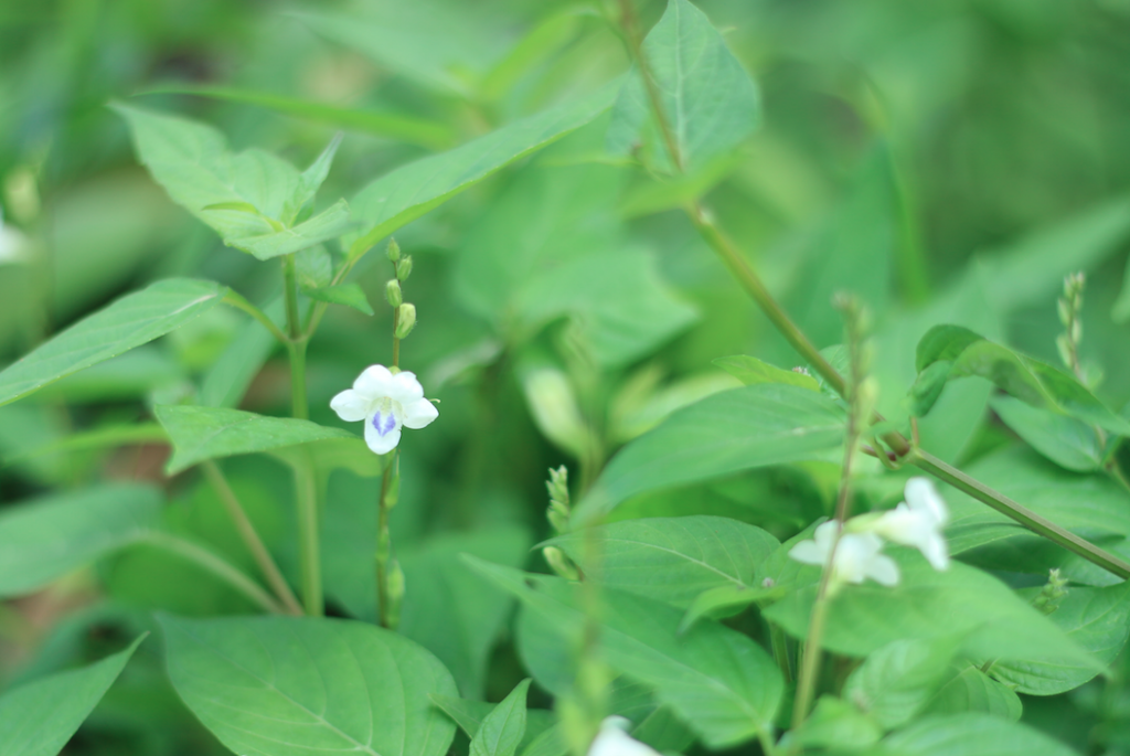 Screen Shot 2557-10-02 at 7.05.14 PM