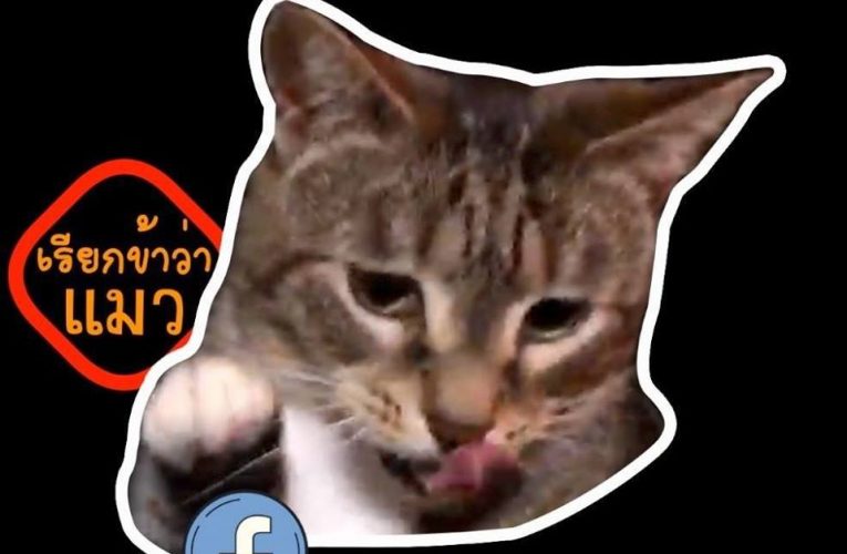 ยูทูบเบอร์ YouTube เรื่องแมวๆ